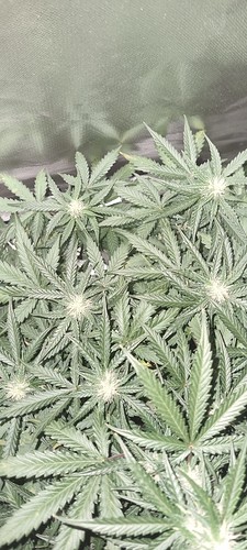 Growreport Bild 19