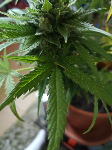 Growreport Bild 3