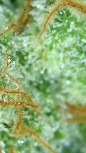 Growreport Bild 70