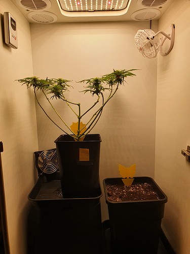 Growreport Bild 4