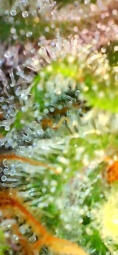 Growreport Bild 27