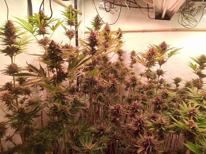 Growreport Bild 50