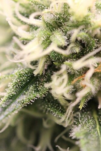 Growreport Bild 10