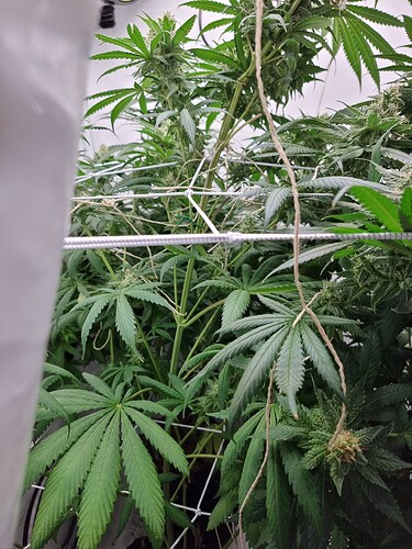 Growreport Bild 4