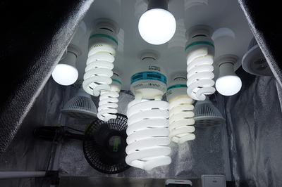 Mehrere Energiesparlampen und LED-Lampen sind in einer Growbox montiert, um Pflanzen Licht zu spenden. Ein Ventilator ist ebenfalls sichtbar.