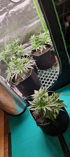 Growreport Bild 5
