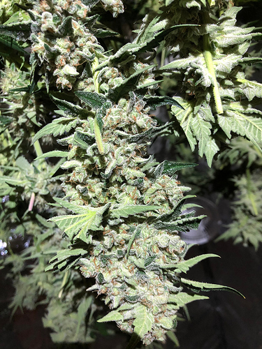 Growreport Bild 5