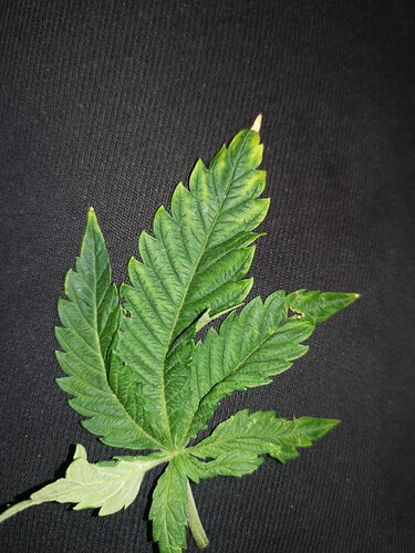 Growreport Bild 1