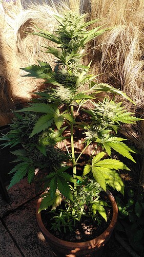 Growreport Bild 7