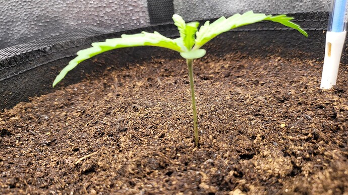 Growreport Bild 114