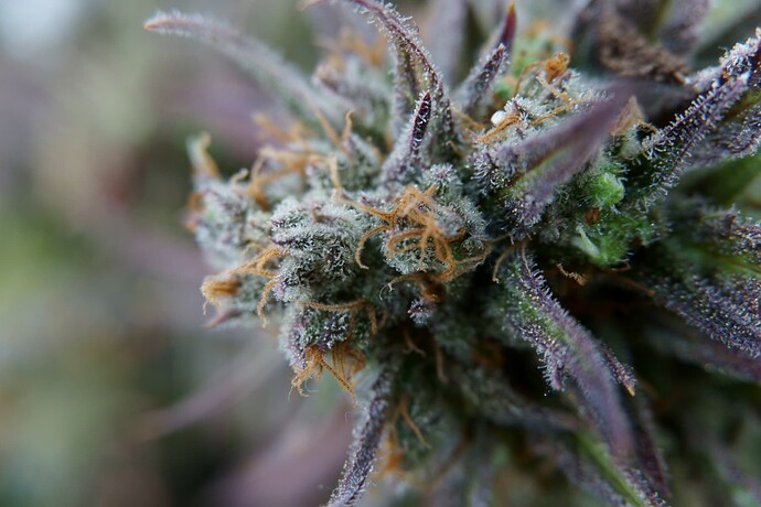 Growreport Bild 7