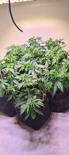 Growreport Bild 4