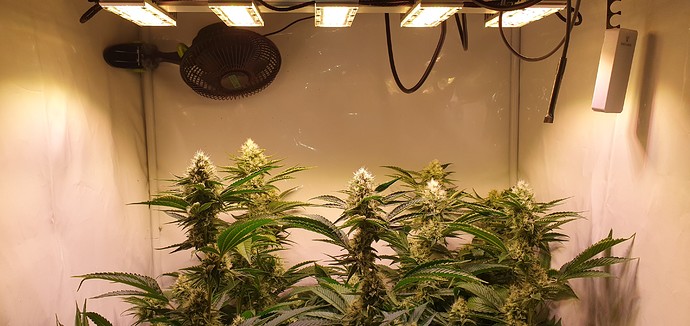 Growreport Bild 2