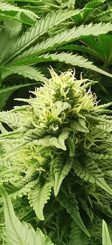 Growreport Bild 20