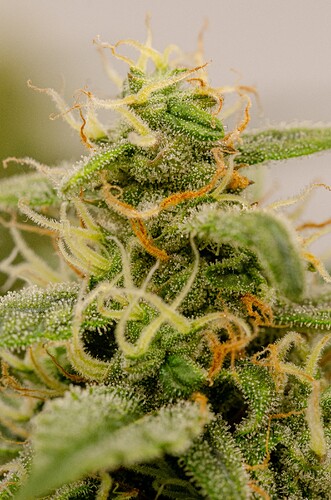 Growreport Bild 12