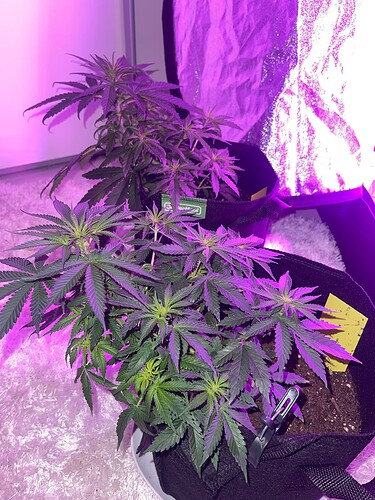 Growreport Bild 19
