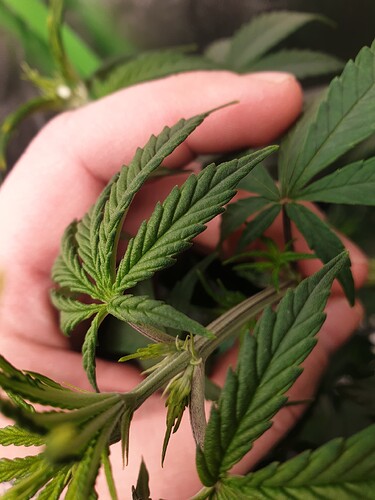 Growreport Bild 7