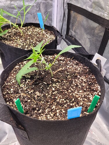 Growreport Bild 6