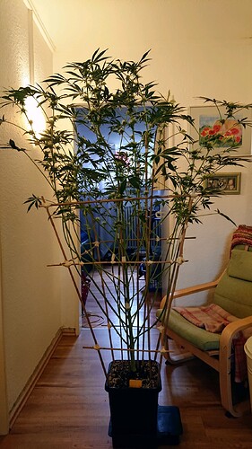 Growreport Bild 4