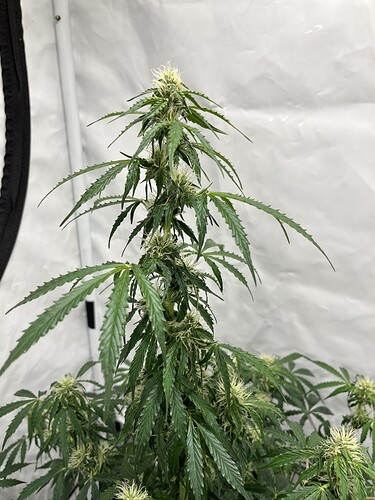 Growreport Bild 32