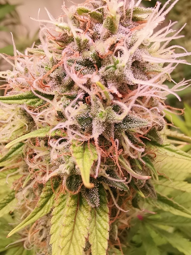 Growreport Bild 6