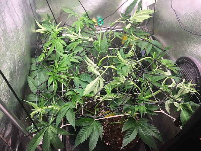 Growreport Bild 28