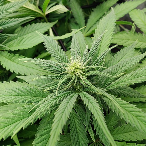 Growreport Bild 10