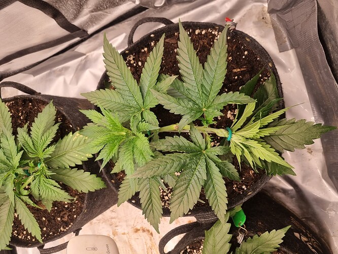 Growreport Bild 9