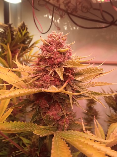 Growreport Bild 32