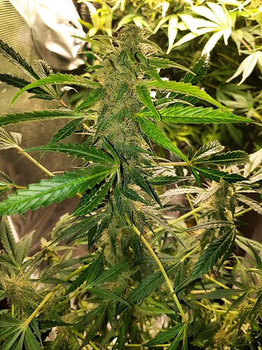 Growreport Bild 12
