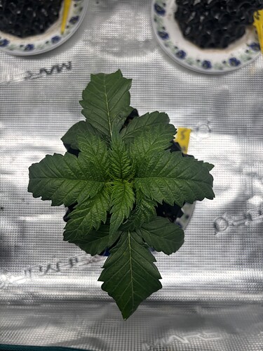 Growreport Bild 133