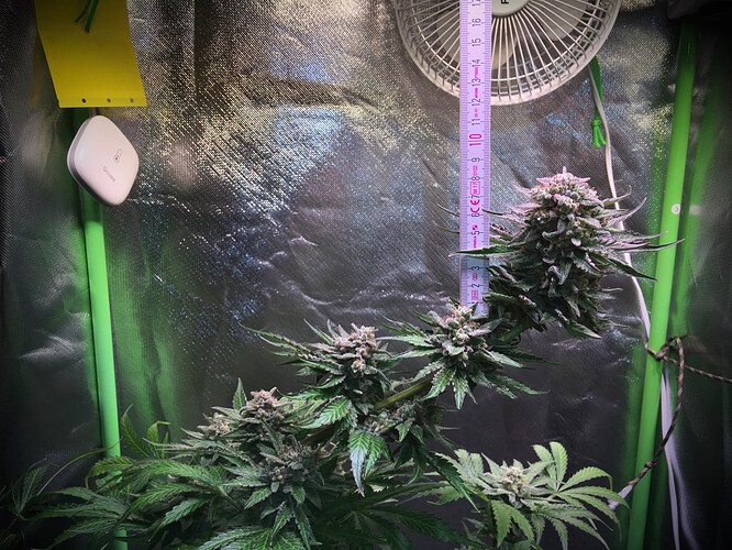 Growreport Bild 16