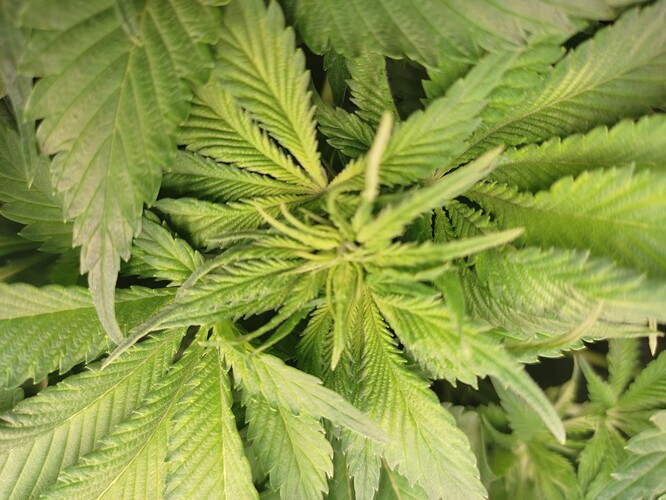 Growreport Bild 9