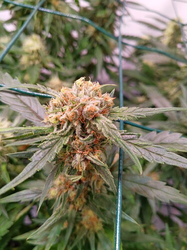 Growreport Bild 9