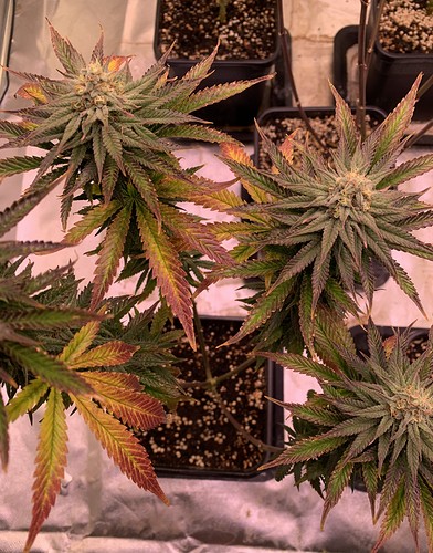 Growreport Bild 3