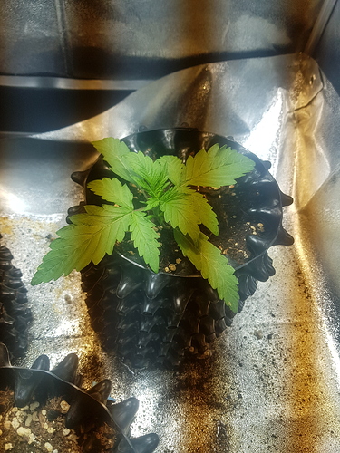 Growreport Bild 4
