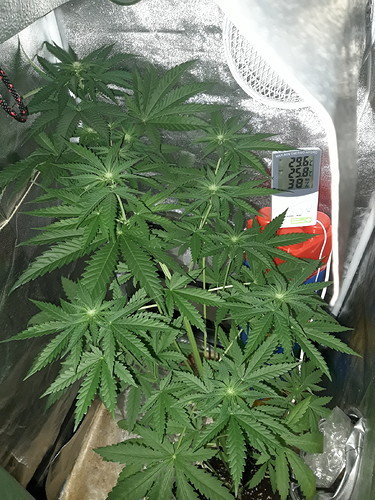 Growreport Bild 5