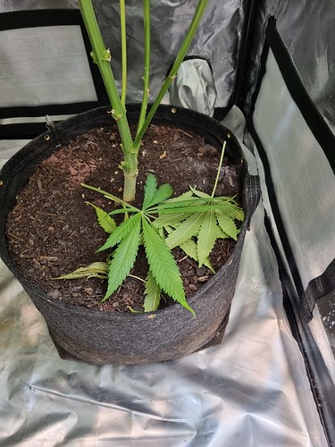 Growreport Bild 6