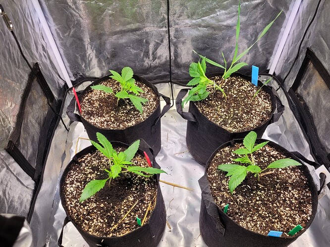 Growreport Bild 2