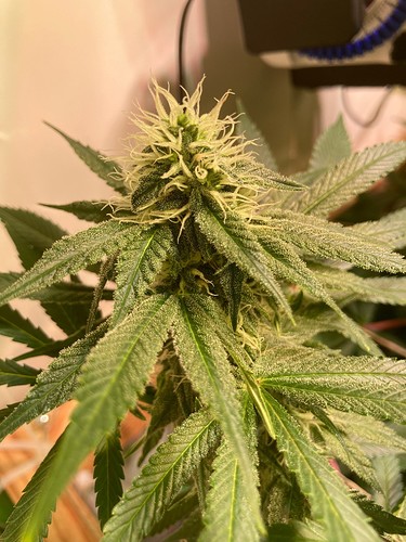 Growreport Bild 2