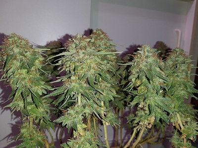 Growreport Bild 14