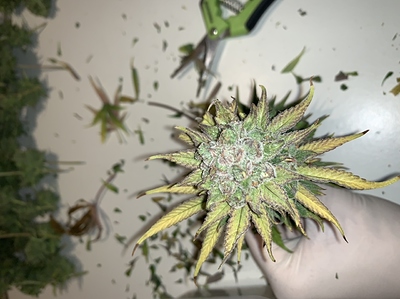 Growreport Bild 13