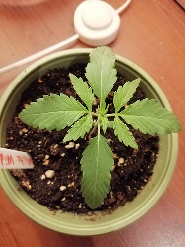 Growreport Bild 2