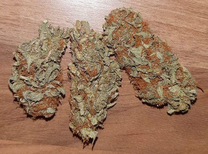 Growreport Bild 9
