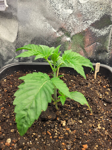 Growreport Bild 6