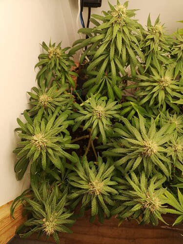 Growreport Bild 2