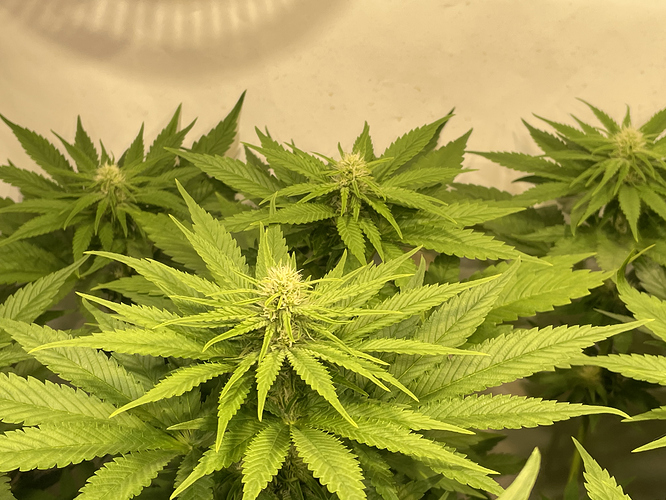 Growreport Bild 49