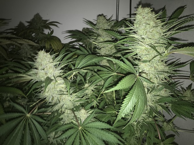 Growreport Bild 2