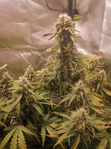 Growreport Bild 8
