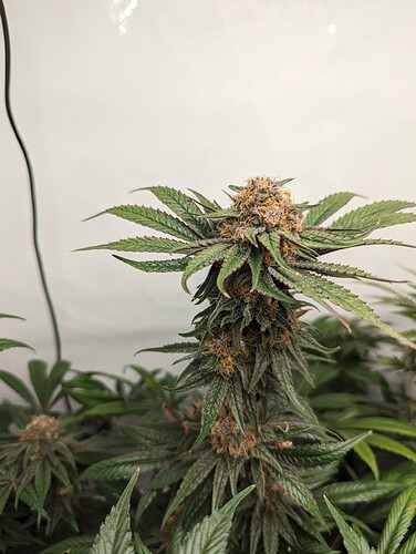 Growreport Bild 28